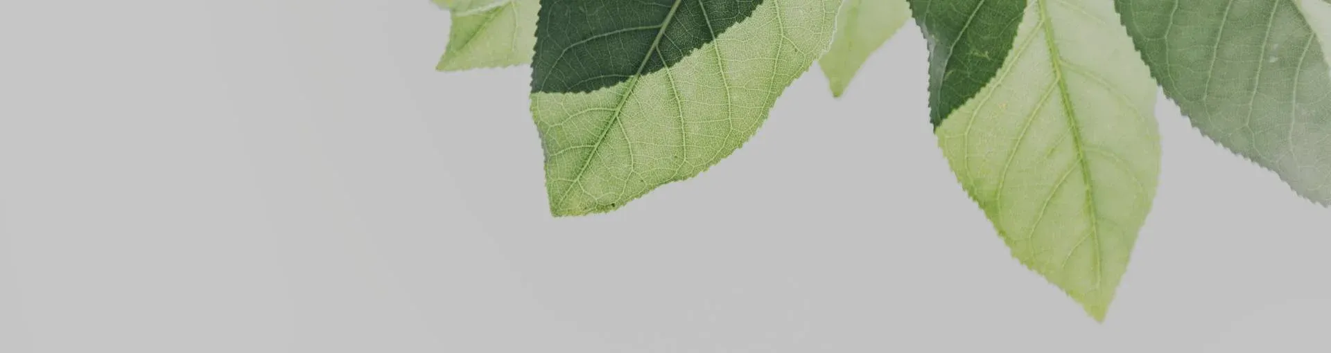 Ljusa blad mot en dämpad grå bakgrund