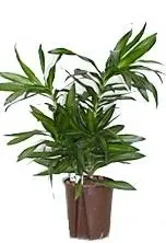 Dracena Song of Jamaica