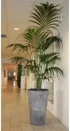 Palm i grå kruka i en ljus korridor
