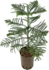 Araucaria Hetrophylla
