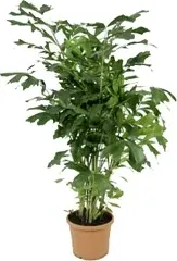 Caryota Mitis