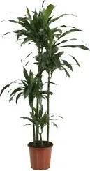 Dracaena Janet Craig