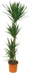 Dracaena Marginata
