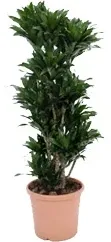 Dracena Compacta