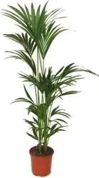 Howea Forsteriana