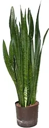 Sanseviera Zeylanica