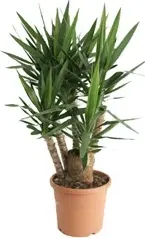 Yucca