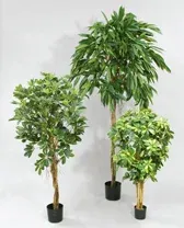 Longifolia