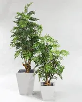 Ming Aralia