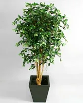 Retusa