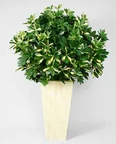Schefflera